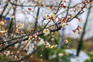 贵州梅园赏梅专线运行路线时间表及公交大全 赏梅人士赶快收藏