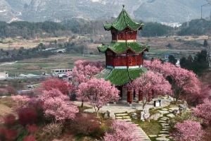 贵州梅园发布闭园公告 休整升级迎接绣球花海